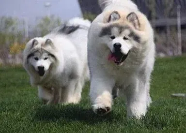 阿拉斯加犬|阿拉斯加犬细小初期回家后怎么护理
