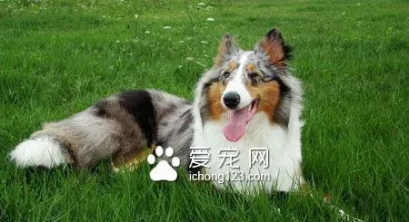 苏牧吃什么狗粮好 苏牧幼犬不要喂牛奶 | 狗粮