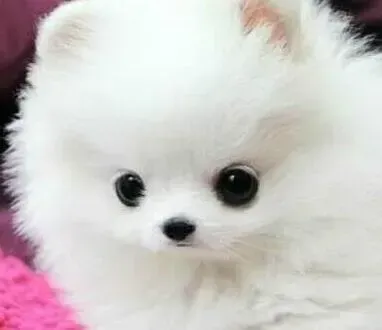 博美犬|博美犬放屁特别臭是什么原因