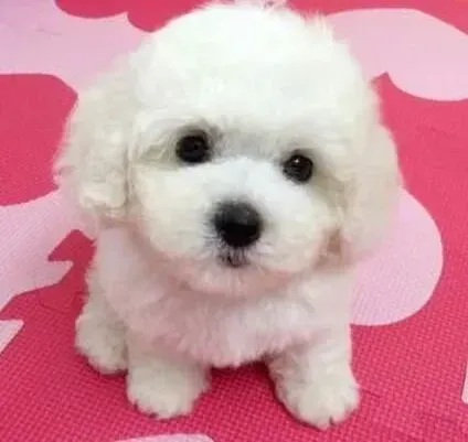 比熊犬|给比熊犬减肥要特别注意哪些方面的事情