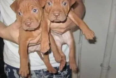 比特犬|比特犬吃完拜耳没精神不吃东西 正常吗