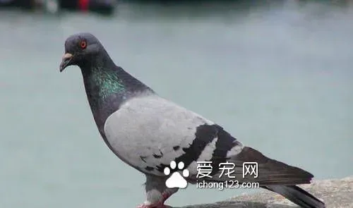 鸽子放飞的方法有哪些 有2种放飞方式 | 