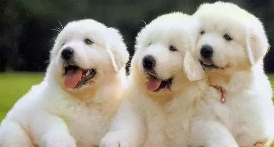 大白熊犬|大白熊犬左腿不知不觉就瘸了 谁知道怎么回事啊