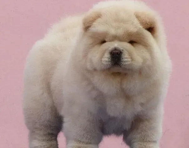 松狮犬|松狮犬是怎样向喜欢它的人表达友好的