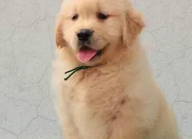 金毛|金毛犬突然出现尿血的情况是怎么了