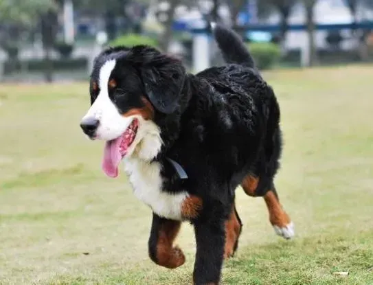 伯恩山犬|伯恩山犬到几个月可以吃干的狗粮