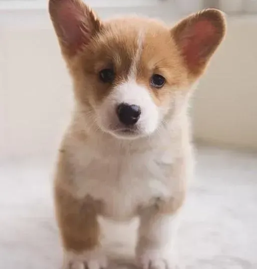 柯基犬|柯基犬精神萎靡不吃东西是怎么了