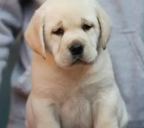 拉布拉多|主人们应该对新来的拉布拉多犬做些什么