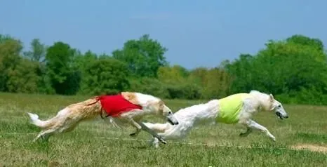 苏俄猎狼犬吃什么狗粮 按狗狗喜好来进行选择 | 苏俄猎狼犬