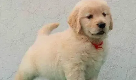 金毛|80天金毛犬应该吃多少狗粮