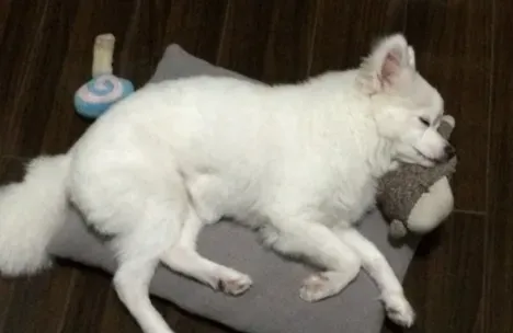 银狐犬配种 银狐犬狗窝的保养方法 | 银狐犬