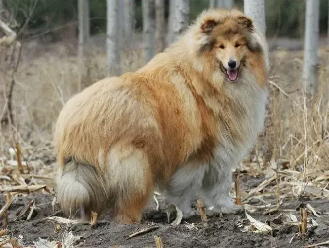 苏格兰牧羊犬|苏格兰牧羊犬总咬我的手和脚怎么纠正才好