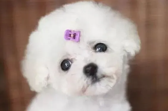 泰迪犬|对于泰迪犬爪子的认识误区