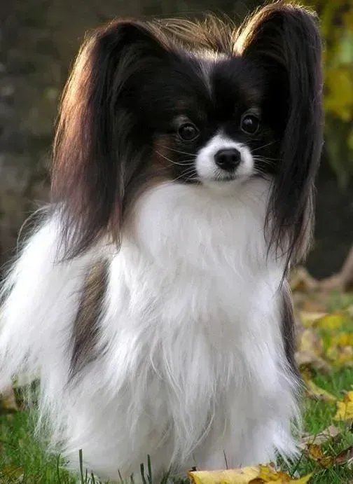 蝴蝶犬|蝴蝶犬便秘拉血应该怎么治疗呢