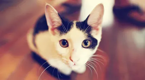猫胃炎症状 猫患了胃炎应怎样防治呢 | 胃炎