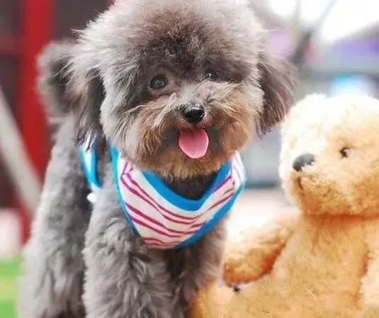 贵宾犬|贵宾犬不爱吃狗粮吐黄水是肠胃不好吗