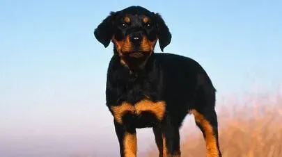罗威纳犬颜色 罗威纳犬毛色颜色看质量 | 罗威纳犬