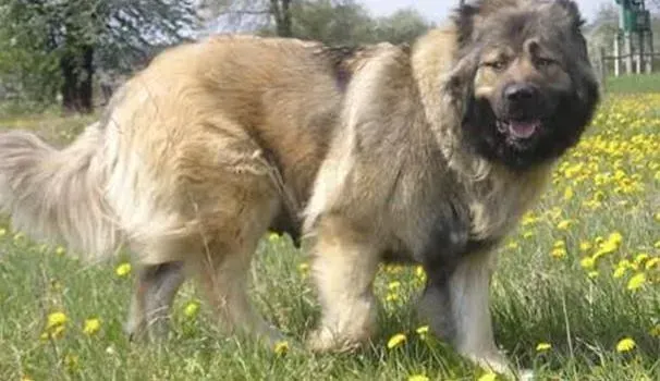 高加索犬|人工喂养诀窍多 怎样喂养高加索犬最合适