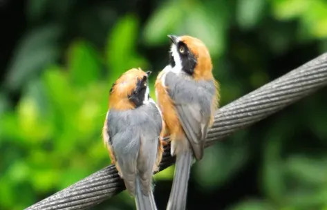 如何给鸟服药 详解4种常见的服用方法 | 鸟