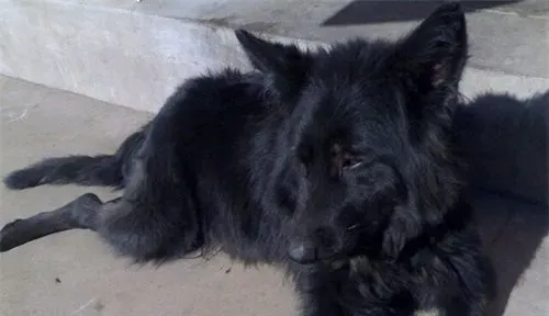 比利时牧羊犬训练 比利时牧羊犬训练的重要性 | 比利时牧羊犬
