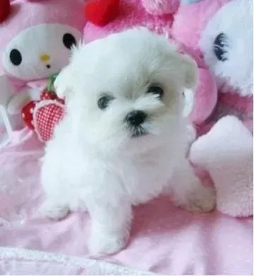 马尔济斯|马尔济斯犬最近不吃东西，是什么问题