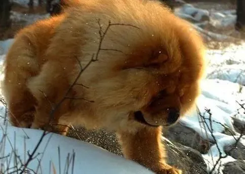 松狮犬|秋季饲养松狮犬要侧重于哪些方面
