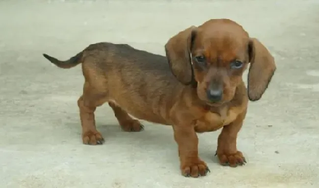 腊肠犬|夏季让腊肠犬爱上吃食物的妙招有哪些