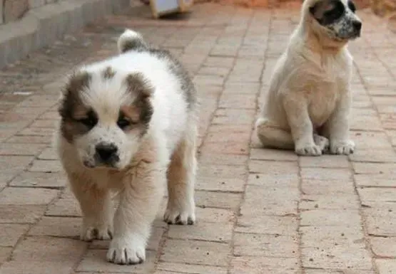 中亚牧羊犬|如何训练中亚牧羊犬 求解答