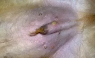 金毛寻回犬病症 寄生虫性皮肤病是常见的病症 | 金毛