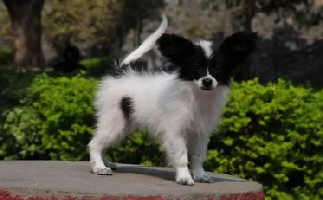 蝴蝶犬|蝴蝶犬鼻子周围掉毛溃烂怎么办