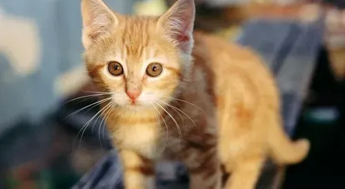猫咬人要不要打针啊 狂犬病可防不可治 | 猫