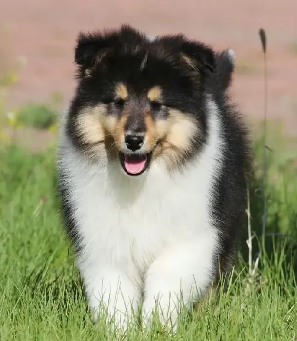 苏格兰牧羊犬|怎么治疗年幼苏格兰牧羊犬的轮状病毒感染