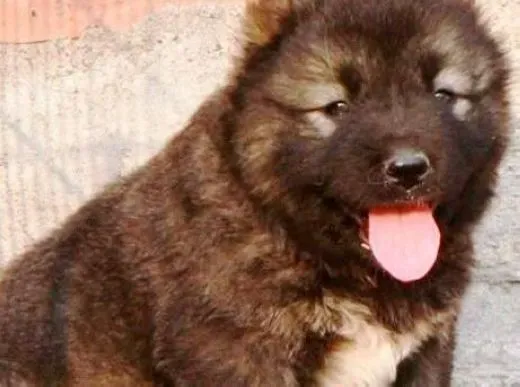高加索犬|如何照顾初到新家的宠物高加索犬
