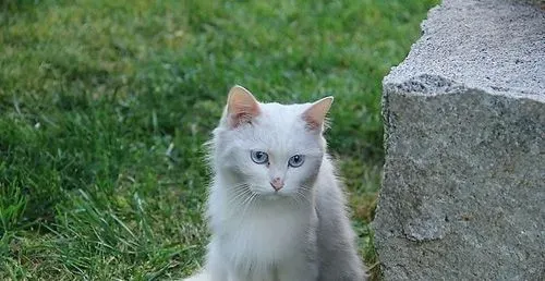 纯种的波斯猫怎么分辨 体形毛色性格 | 波斯猫