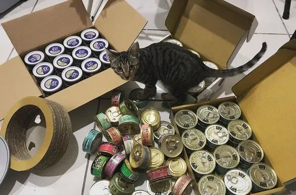 虎斑猫偷穿亮眼粉红色洋装 马麻傻眼：这是要去哪