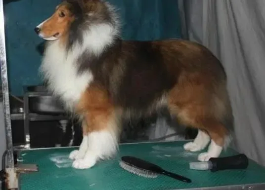喜乐蒂|喜乐蒂犬患上犬瘟，有点拉稀怎么办
