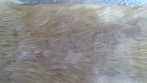 金毛寻回犬病症 寄生虫性皮肤病是常见的病症 | 金毛