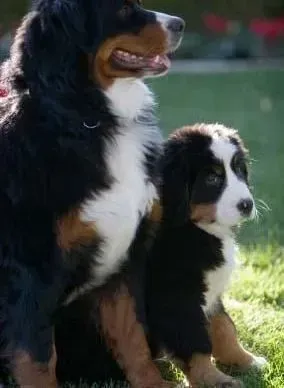 伯恩山犬|伯恩山犬过多的钙质会带来哪些影响