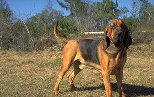 寻血猎犬怎么训咬猎物 基本方法是鼓励和强制 | 寻血猎犬