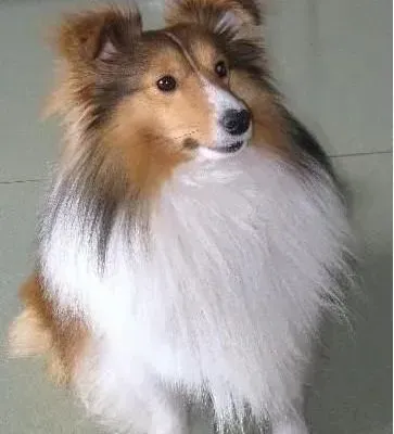 喜乐蒂|训练喜乐蒂犬上厕所的方法有哪些