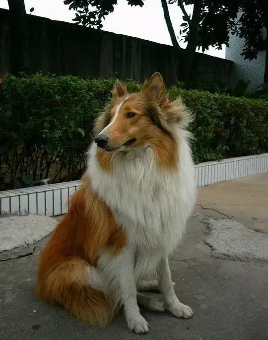 苏格兰牧羊犬|苏格兰牧羊犬咳嗽有痰是怎么回事