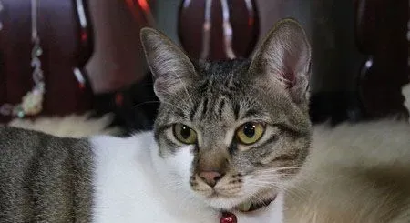 猫厕所放哪里 可以选择放在卫生间里面 | 猫