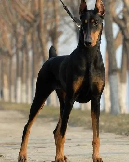 杜宾犬|干燥的气候对杜宾犬有何哪些影响
