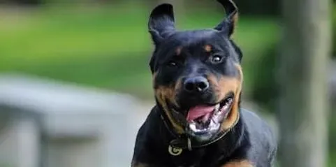 罗威纳犬颜色 罗威纳犬毛色颜色看质量 | 罗威纳犬