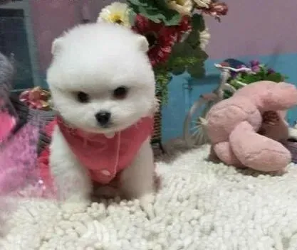 博美犬|让博美犬不再害怕滴眼药水的方法