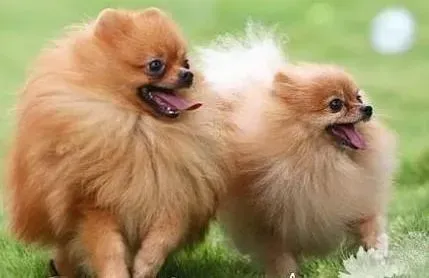 博美犬|如何更好的解决博美犬不吃狗粮的现象