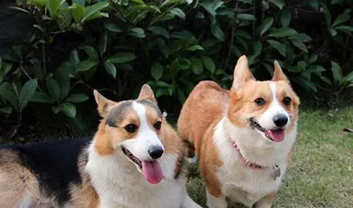 新生幼犬都要做哪些免疫  幼犬免疫最佳时间及注意事项 | 