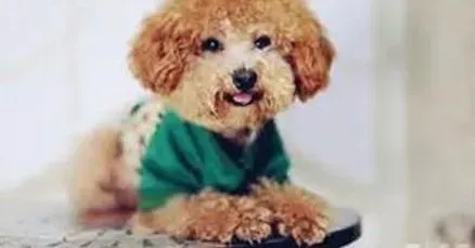 泰迪犬|减肥者说 导致泰迪犬肥胖的原因有哪些