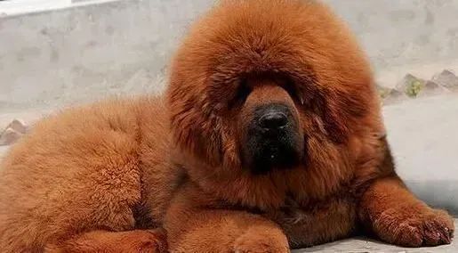 藏獒|如何改变藏獒“遛”主人的尴尬局面