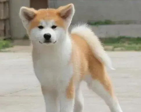 秋田犬|我们家一岁多的秋田犬还是破坏大王咋办